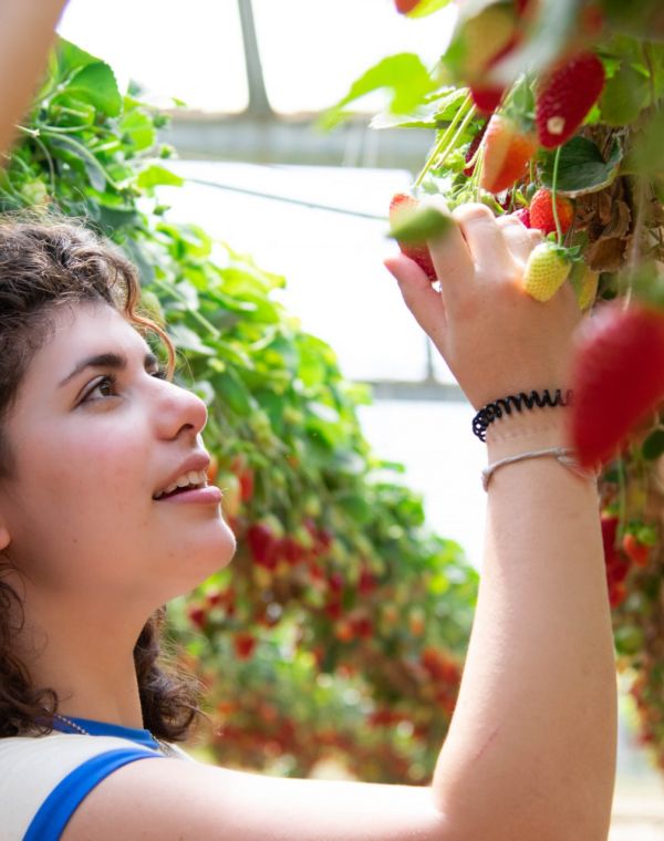 תמונה של אורי תותים: מתי בפעם האחרונה קטפתם תותים תלויים? - למטייל בישראל (טיולי)